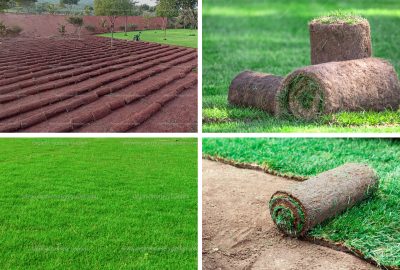 service-supply-of-organic-grasses