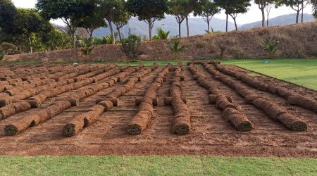 services-card-grasses